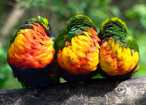 Colorful feathers of three Coconut lorikeets