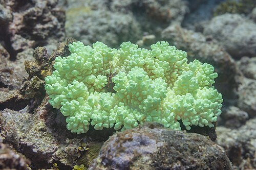Flat cup coral (Sinularia densa), Zanzibar, Tanzania