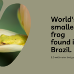 Smallest frog ever found in Brazil