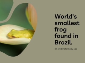 Smallest frog ever found in Brazil